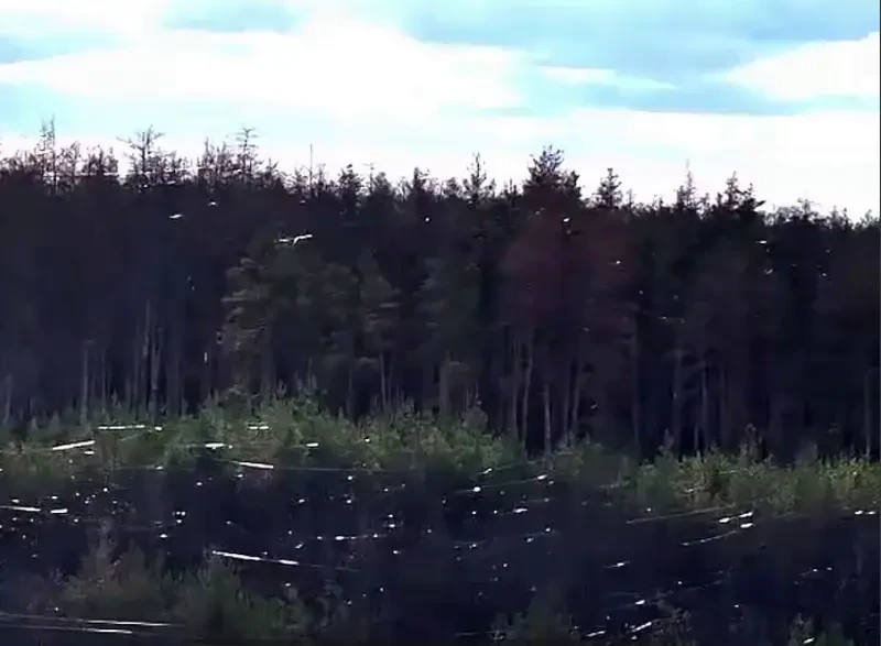Пейзаж военного времени: Серебрянское лесничество опутано оптоволоконными нитями от применённых дронов